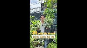 20 giống cây ăn  trái dễ trồng chậu  #hoanglonggarden