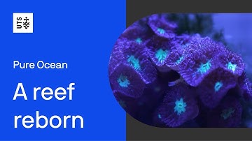Pure Ocean - A Reef Reborn
