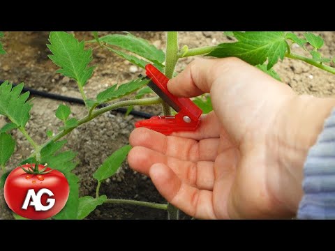 Video: Ar turėčiau pašalinti pomidorus, kurie nudažyti?