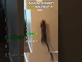 Ranking the Funniest Cat Moments 😂 #funnycats  #catmoments  #catfails