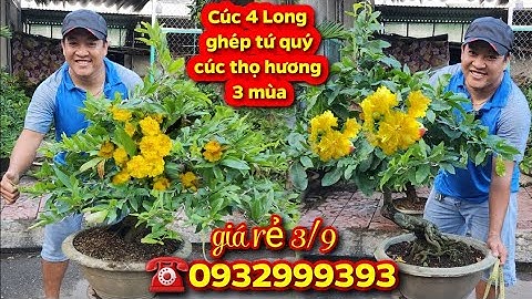 Chợ Mai 3/9🌟Cúc 4 long ghép tứ quý, Cúc Thọ Hương 3 mùa tàng bao phê💫CS Cần Thơ HG