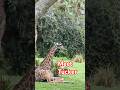 Tucker the Giraffe Has Some Tucker Time - #Disney
