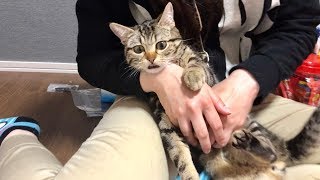 猫を永遠にマッサージし続けるとこうなりますｗ