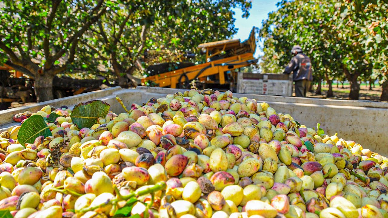 Pistachios Harvesting Process  How To Grow Pistachios  Modern Pistachios Harvesting Machine
