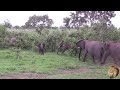 Watch how elephants protect their babies