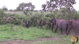 Watch How Elephants Protect Their Babies