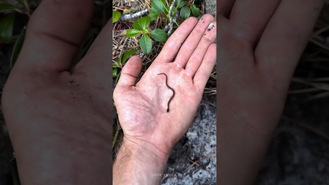 Маленькие милые создания для превращения в животных!