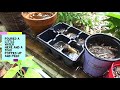 July Butterflies, Toad and Dragon! Oh My!!
