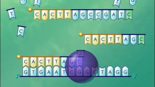 Sanger Sequencing of DNA [HD Animation]
