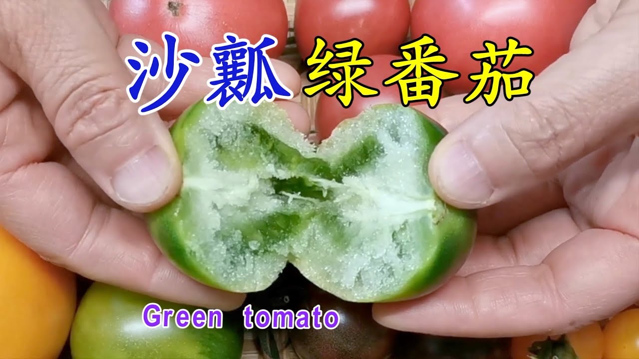 贼不偷绿柿子(绿色番茄)不仅能吃而且味道好极了 Green tomato