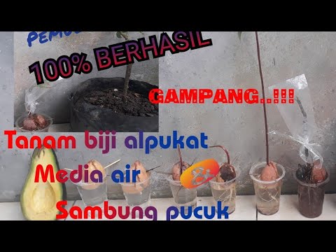 Cara Menanam Biji Alpukat 100% Berhasil 
