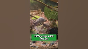 Vì sao rùa cắn nhau? #xomrua #onhachoimotminh #ruacanh #suthatthuvi #nuoirua