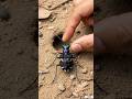 What If Micro Camera Mounted On A Tiger Beetle’s (बाघ भृंग) Ep 6 #shorts #wildlife #documentary