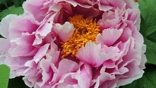 Tree Peonies of My Garden with Relaxing Music, Spring 2017, 1