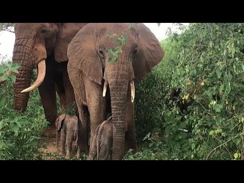 Rare elephant twins born in Kenya