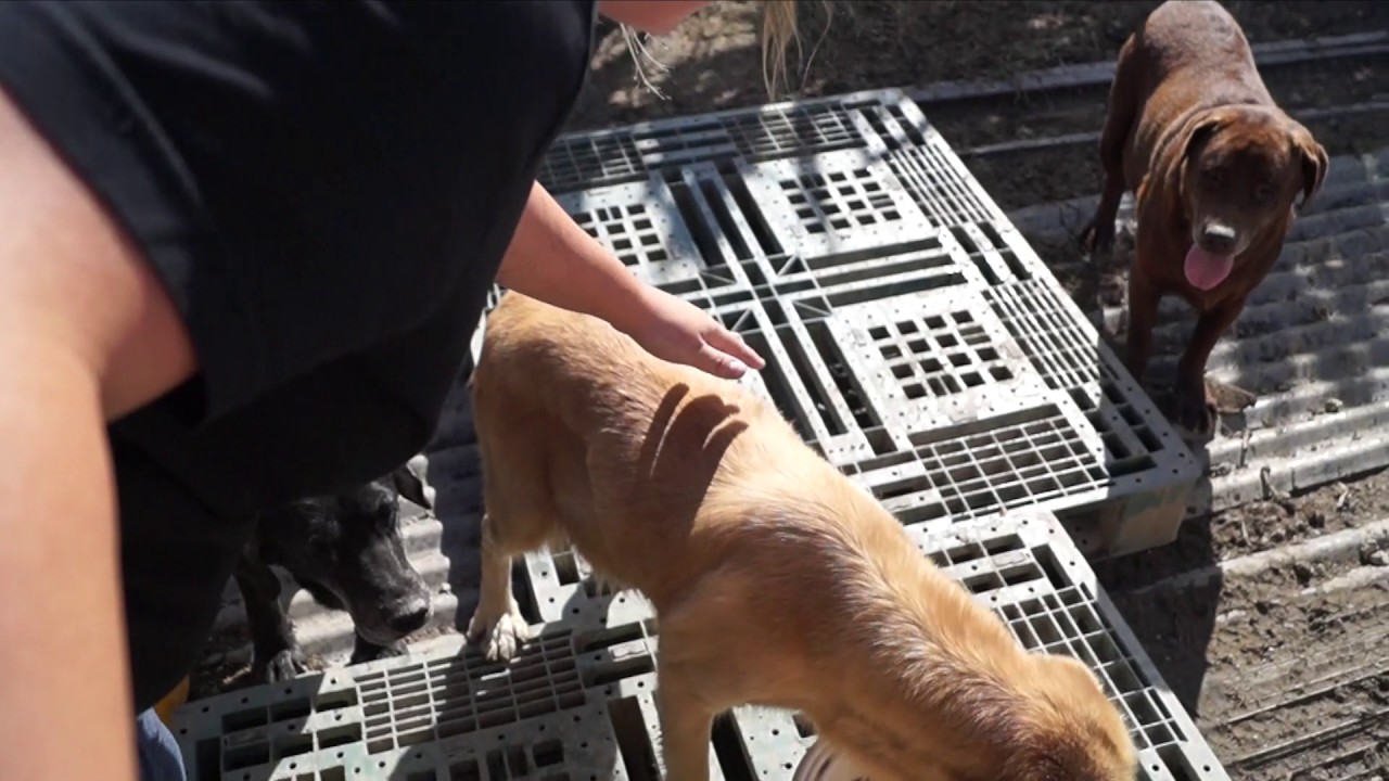 Okinawa Stray Pet Rescue YouTube