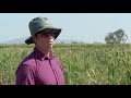Constructed Wetland Treatment System - Barratta Creek Mp3 Song
