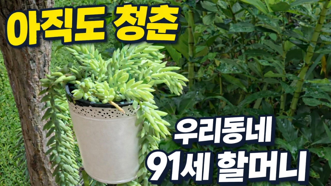 아직도 청춘 91세 할머니