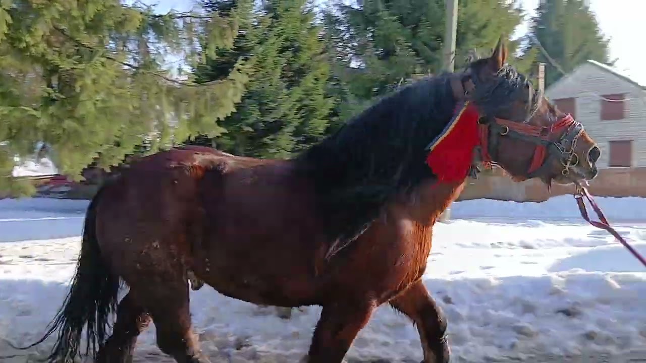 Armăsar Ardenez cu pedigree cuminte de 4 ani bun de Montă Ionuț din Bălcești, Beliș Munții Apuseni