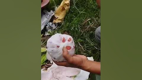 Bưởi Ruby Thái Lan - vườn Bình Tân Vĩnh Long -0919705120