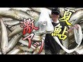 投網で小鮎！真夏の激アツ大漁200匹！塩焼きうまいぞ！　投網17。　琵琶湖　River Fishing Cast Net