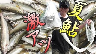 投網で小鮎！真夏の激アツ大漁200匹！塩焼きうまいぞ！　投網17。　琵琶湖　River Fishing Cast Net