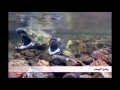 هجرة اسماك السلمون لتضع البيض في نفس النهر الذي فقست فيه عجائب الكون mp3