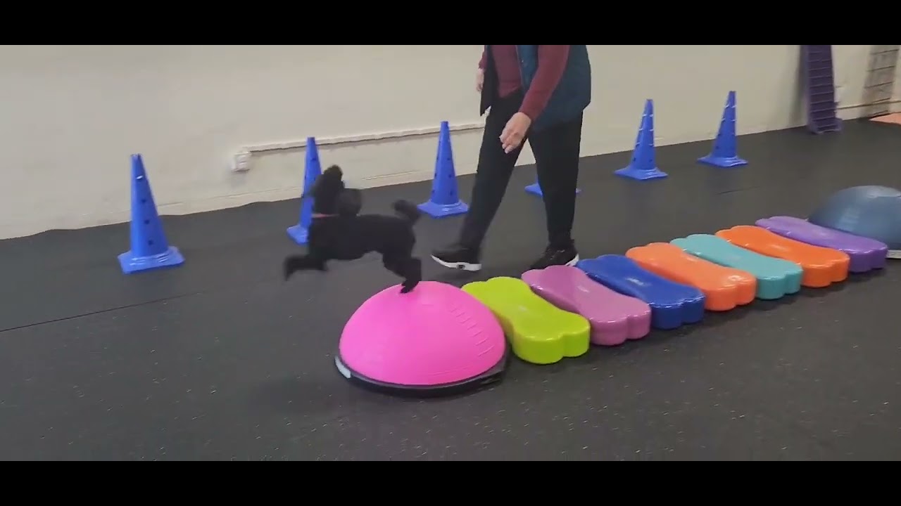 Puppagility Classes in San Jose.  Puppy agility training.