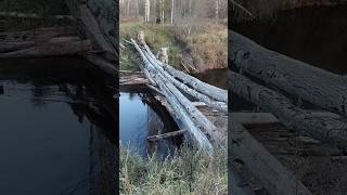 ВЫБИТЫХ МЕСТ НЕ БЫВАЕТ☝️МЫ СНОВА В ДЕЛЕ 🤘 ОСЕННИЙ КОП ПО СТАРИНЕ