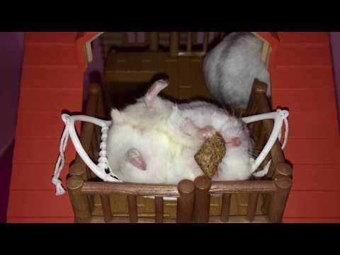 This Happy Hamster enjoys being a couch potato! - YouTube