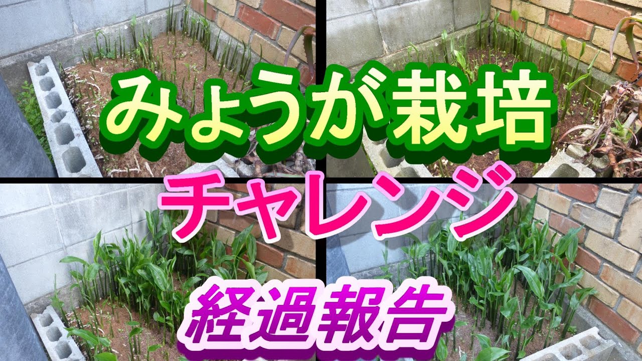 朝顔 グリーンカーテンの作り方 プランターで朝顔の育て方 朝顔プランター 朝顔の育て方1年生 朝顔育て方 朝顔グリーンカーテン 朝顔苗ホームセンター Youtube