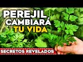 El PODER OCULTO del PEREJIL🌱 ¿Para QUE SIRVE el PEREJIL? Beneficios y Propiedades para tu SALUD