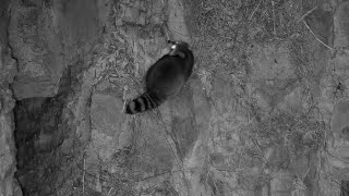 Great Spirit Bluff Falcons cam. Raccoon on the cliff ledge \& climbs down - explore 02-28-2022