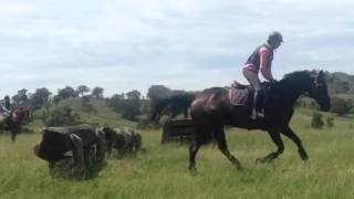 Belltrees Crossfire - Scone XC Schooling 2016