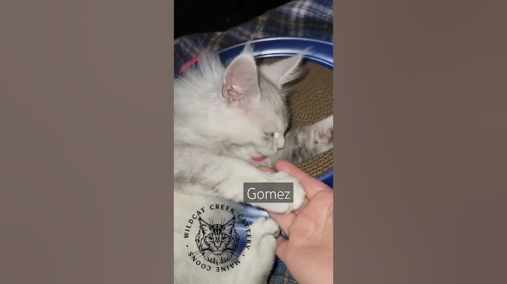 Video 2972321: silver shaded maine coon, mainecooncat