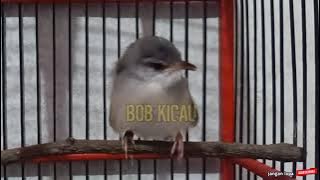 ciblek kristal anakan memanggil