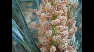 Scots Pine and pine pollen