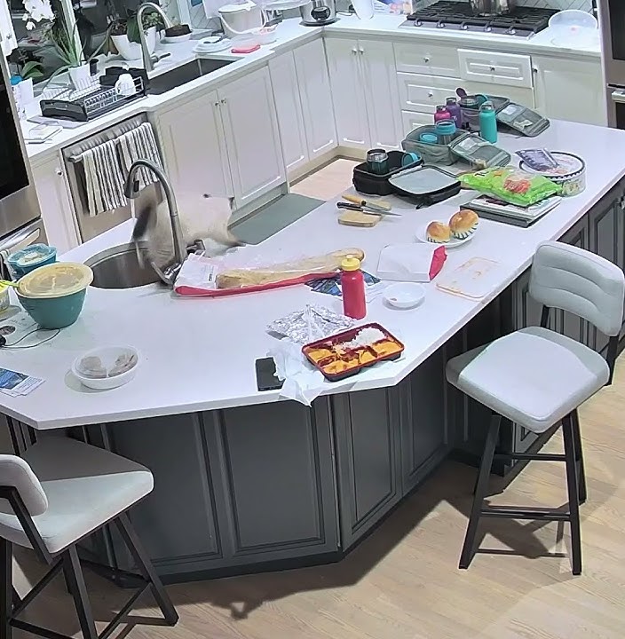 Automatic sink vs kitten