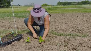 Planting out in the field - A Seed&#39;s Journey