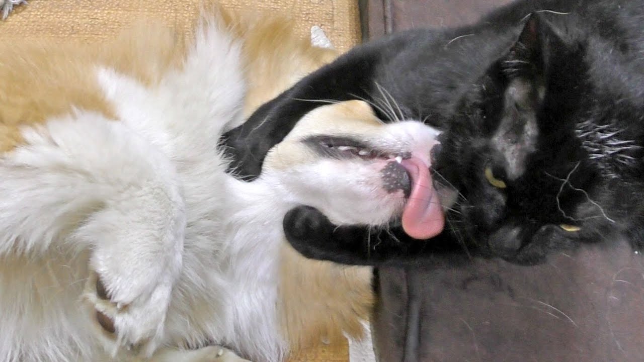 Kuro Hugs Roku ロクさんにチョークスリーパーを決めようとするクロさん わんにゃん プロレス Welsh Corgi Dog Cat 犬 猫 コーギー Youtube