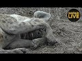 safariLIVE - November 2, 2018 - Sunrise Safari