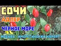 #СОЧИ весна. На поезде в Адлер. Чёрное море. Пляж. Цветут сады. 24 марта 2025 года