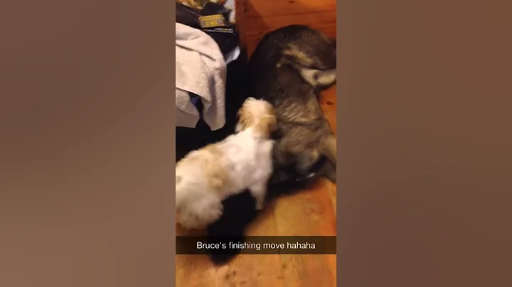 adventures of bruce and apollo