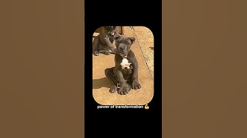 Power of transformation #capcut #edit #dogs  #transformation by @flyhighgaming69