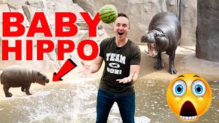 Smuggling Watermelons Into Zoo To Feed Adorable Baby Hippo
