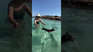 #puntasuina #gallipoli #lecce #puglia #salento #italy  #bau #beach #dogswimming #dog SWIM WITH HAPPY