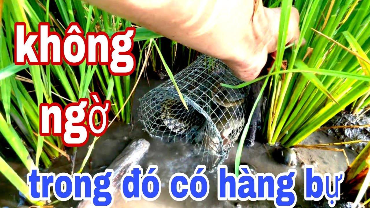 Lần Đầu Đặt Lợp Ếch Mà Gặp Cảnh Tượng Hãi Hùng. Rắn Đỏ Chui Vào Lợp Ăn Sạch Ếch.