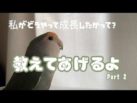コザクラインコのアオの成長記録🐣赤ちゃんの頃の貴重な動画も…