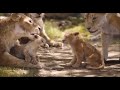 Le roi lion  nala et simba enfant  cest lheure du bain  le film