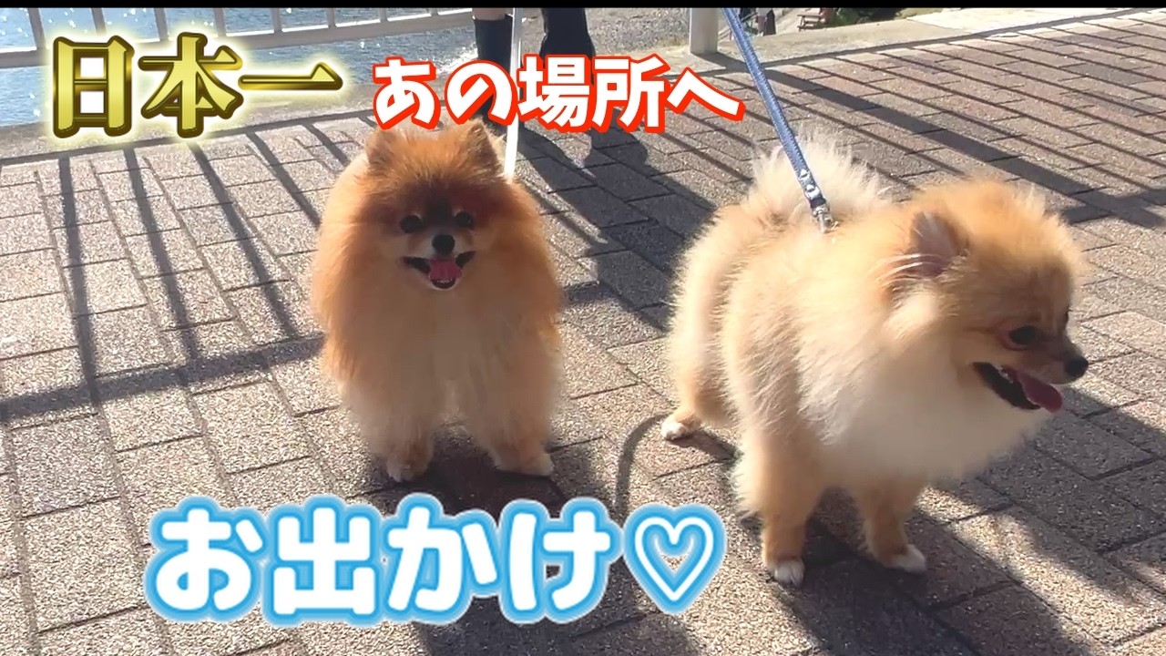 【お出かけ】岡山にある日本一と港散歩に行ってきたポメラニアン